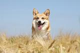 CORGI PEMBROKE 708